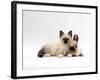 Seal-Point Birman Kitten with Baby Seal-Point Netherland Dwarf Rabbit, Colour Coordinated-Jane Burton-Framed Photographic Print