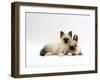 Seal-Point Birman Kitten with Baby Seal-Point Netherland Dwarf Rabbit, Colour Coordinated-Jane Burton-Framed Photographic Print