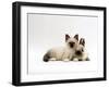 Seal-Point Birman Kitten with Baby Seal-Point Netherland Dwarf Rabbit, Colour Coordinated-Jane Burton-Framed Photographic Print