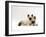 Seal-Point Birman Kitten with Baby Seal-Point Netherland Dwarf Rabbit, Colour Coordinated-Jane Burton-Framed Photographic Print