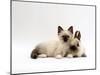 Seal-Point Birman Kitten with Baby Seal-Point Netherland Dwarf Rabbit, Colour Coordinated-Jane Burton-Mounted Photographic Print