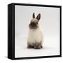 Seal-Point Netherland Dwarf Male Rabbit-Jane Burton-Framed Stretched Canvas