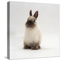 Seal-Point Netherland Dwarf Male Rabbit-Jane Burton-Stretched Canvas