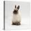 Seal-Point Netherland Dwarf Male Rabbit-Jane Burton-Stretched Canvas