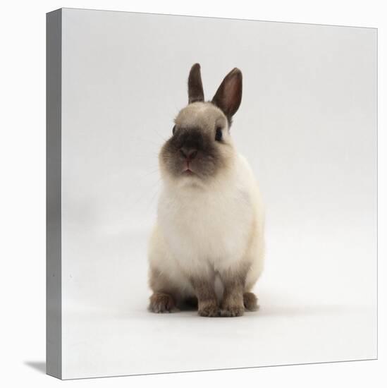 Seal-Point Netherland Dwarf Male Rabbit-Jane Burton-Stretched Canvas