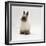 Seal-Point Netherland Dwarf Male Rabbit-Jane Burton-Framed Photographic Print