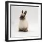 Seal-Point Netherland Dwarf Male Rabbit-Jane Burton-Framed Photographic Print