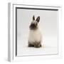 Seal-Point Netherland Dwarf Male Rabbit-Jane Burton-Framed Photographic Print