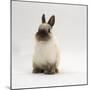 Seal-Point Netherland Dwarf Male Rabbit-Jane Burton-Mounted Photographic Print