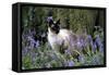 Seal Point Siamese-null-Framed Stretched Canvas