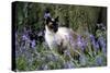 Seal Point Siamese-null-Stretched Canvas