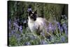 Seal Point Siamese-null-Stretched Canvas