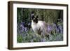 Seal Point Siamese-null-Framed Photographic Print