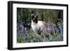 Seal Point Siamese-null-Framed Photographic Print