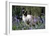 Seal Point Siamese-null-Framed Photographic Print