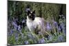 Seal Point Siamese-null-Mounted Photographic Print