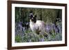 Seal Point Siamese-null-Framed Photographic Print