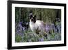 Seal Point Siamese-null-Framed Photographic Print