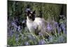 Seal Point Siamese-null-Mounted Photographic Print