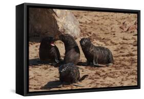 Seal Pubs Playing at the Beach-Circumnavigation-Framed Stretched Canvas