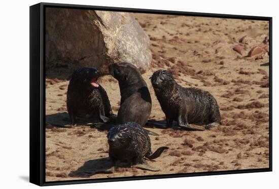 Seal Pubs Playing at the Beach-Circumnavigation-Framed Stretched Canvas