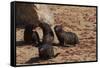 Seal Pubs Playing at the Beach-Circumnavigation-Framed Stretched Canvas