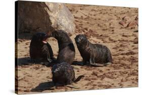 Seal Pubs Playing at the Beach-Circumnavigation-Stretched Canvas