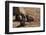 Seal Pubs Playing at the Beach-Circumnavigation-Framed Premium Photographic Print