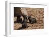 Seal Pubs Playing at the Beach-Circumnavigation-Framed Premium Photographic Print