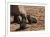 Seal Pubs Playing at the Beach-Circumnavigation-Framed Photographic Print