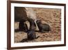 Seal Pubs Playing at the Beach-Circumnavigation-Framed Photographic Print