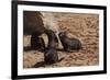 Seal Pubs Playing at the Beach-Circumnavigation-Framed Photographic Print
