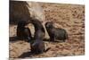 Seal Pubs Playing at the Beach-Circumnavigation-Mounted Photographic Print