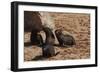 Seal Pubs Playing at the Beach-Circumnavigation-Framed Photographic Print