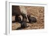 Seal Pubs Playing at the Beach-Circumnavigation-Framed Photographic Print