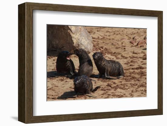 Seal Pubs Playing at the Beach-Circumnavigation-Framed Photographic Print