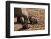 Seal Pubs Playing at the Beach-Circumnavigation-Framed Photographic Print