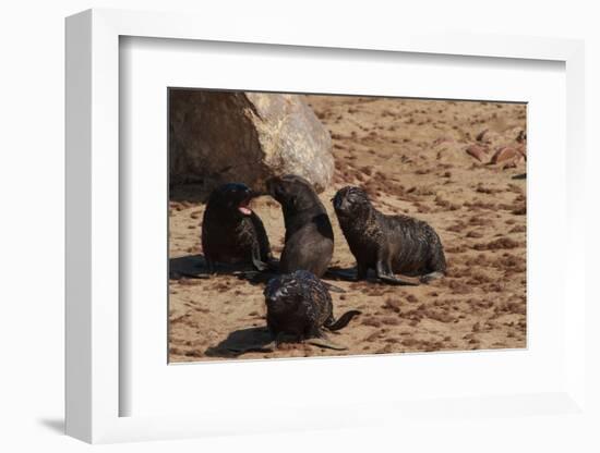 Seal Pubs Playing at the Beach-Circumnavigation-Framed Photographic Print