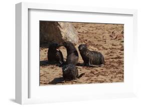 Seal Pubs Playing at the Beach-Circumnavigation-Framed Photographic Print