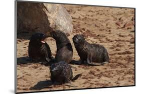 Seal Pubs Playing at the Beach-Circumnavigation-Mounted Photographic Print