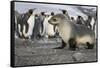 Seal pup with king penguins on beach of St. Andrews Bay, South Georgia Islands.-Tom Norring-Framed Stretched Canvas