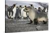 Seal pup with king penguins on beach of St. Andrews Bay, South Georgia Islands.-Tom Norring-Stretched Canvas