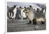 Seal pup with king penguins on beach of St. Andrews Bay, South Georgia Islands.-Tom Norring-Framed Photographic Print