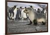 Seal pup with king penguins on beach of St. Andrews Bay, South Georgia Islands.-Tom Norring-Framed Photographic Print