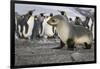 Seal pup with king penguins on beach of St. Andrews Bay, South Georgia Islands.-Tom Norring-Framed Photographic Print