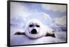 Seal Pup-null-Framed Poster