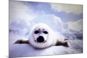 Seal Pup-null-Mounted Poster