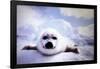 Seal Pup-null-Framed Poster