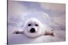 Seal Pup-null-Stretched Canvas