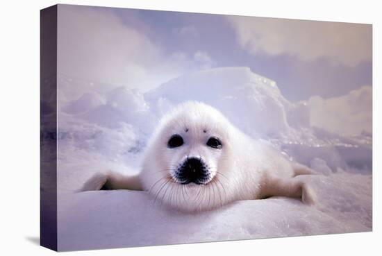 Seal Pup-null-Stretched Canvas